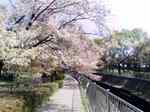 桜.jpg